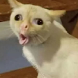 Meet your Posher, Bryce